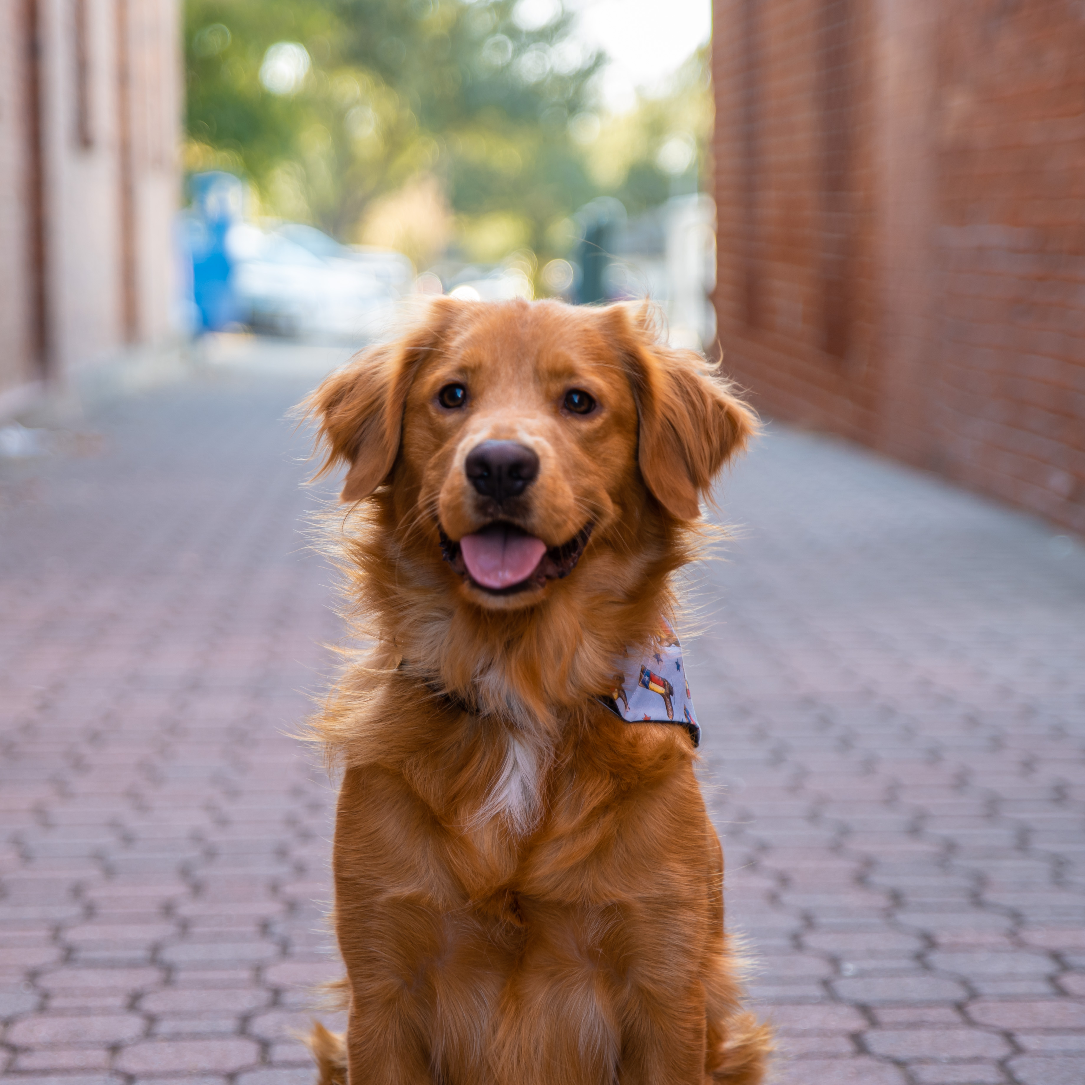 Dog photo taken by Brittany Davis